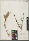 Foto von Salix acmophylla Boiss.